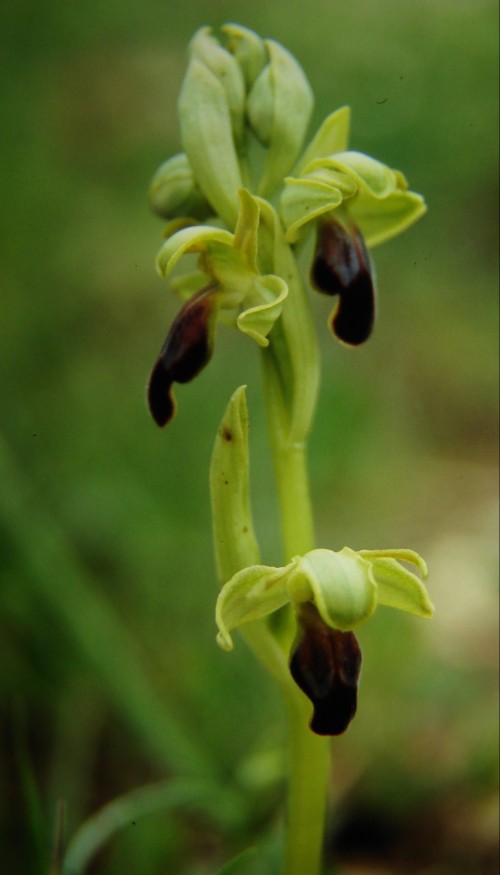 Ophrys hespera?